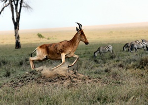 Graceful Gazelle in Tanzania