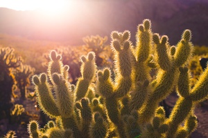 Sunset Glow on Cactus